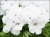 Pelargonia angielska Pinkerbell 6 sztuk